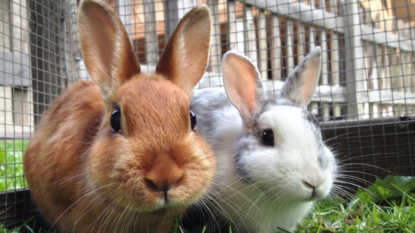 Evidence of rabbits in the UK in Roman times